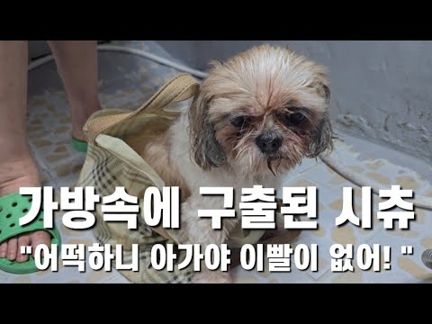 녹뇌장 이빨 다빠지고 나이64살 어둔밤 힘겹게 도로위를 걷던 (시츄)