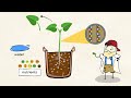 Exploring Plant Growth Essentials