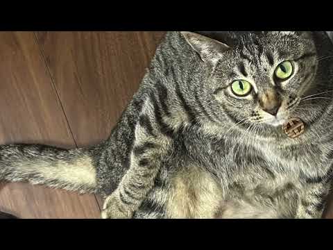 【猫動画】夏の癒しニャンコ祭り開催中だニャ！〜にゃんともパレード〜#猫動画#猫#440