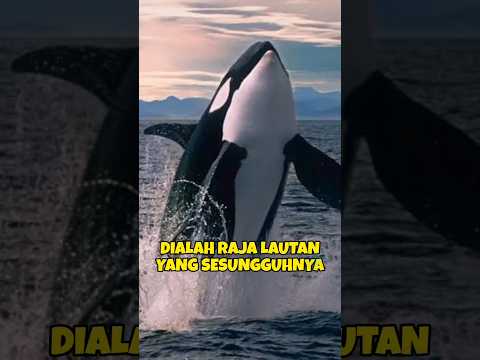 Dialah raja lautan yang sesungguhnya‼️