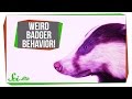 Understanding Cold Symptoms and Badger Behavior