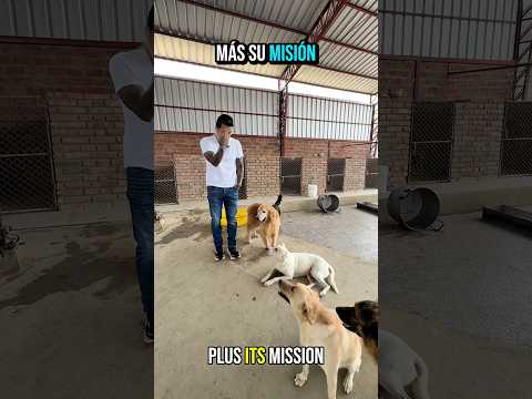 Me intenta morder cuando corro pero lo tuve que corregir con amor