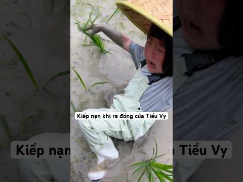 Kiếp Nạn Ra Đồng Của Tiểu Vy #douyin #tiktokvideo #shorts #youtubeshorts