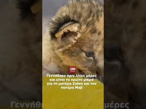 Ένα λιονταράκι κλέβει τις εντυπώσεις σε ζωολογικό κήπο στις ΗΠΑ.