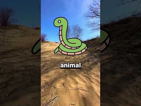 Si ves a este animal en tu casa, aléjate inmediatamente! ?