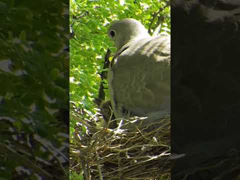 Cute Dove Babies in the Nest | Peaceful Moments (p 3) #shorts