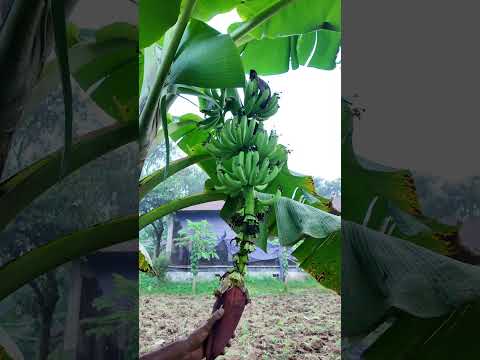 How to care banana tree #farmers #farming #banana #bananatree #viralshorts #agriculture