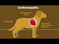 Pet Heart Health and Nutrition