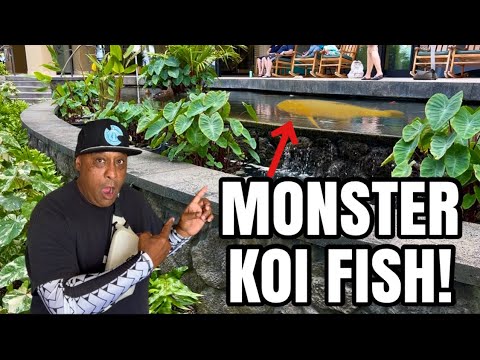 I Found a Monster Koi in Hawaii! Come with me on a journey to Hawaii as we find a beautiful koi pond with a monster koi fish, and you