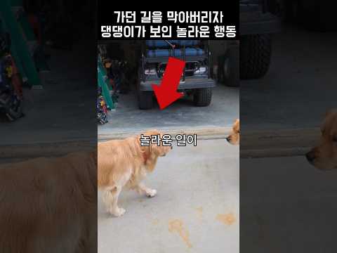 리트리버 두 마리가 만날 때마다 한다는 뜻밖의 행동