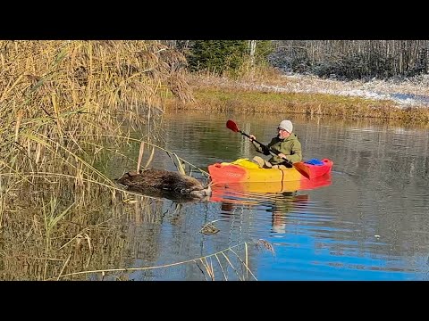 There's a Dead Moose in Our Pond!