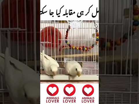 Har Mushkil ka Milker Mukabala kya Jaskta Hai || Amazing Heart Touching Moments ❤️