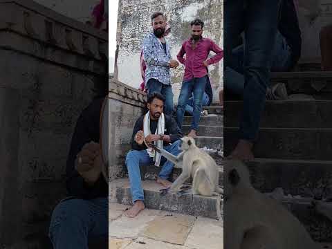 #विडियो #newमारवाड़ीcomedy #  यह वीडियो लास्ट तक देखें 😂#monkeycomedy #विचार #😂#ख़बर1इंडिया #विभाग #