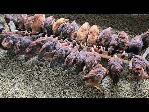 Separando Frangos e Frangas - Dicas