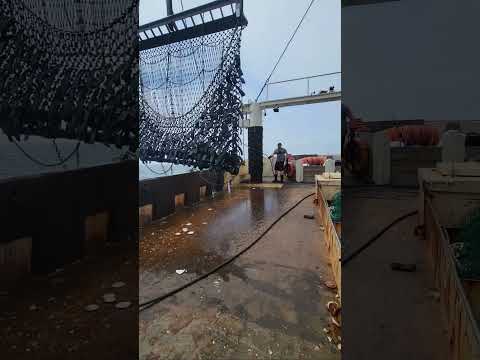 SCALLOP FISHING #shorts #commercialfishing #fishing #scallops #seafood #boat #FYP #fypシ #viral