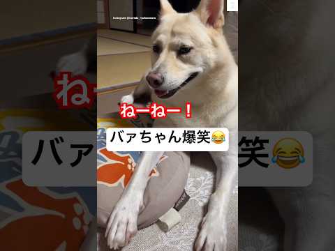 保護犬とおばあちゃんの心あたたまる交流と笑顔の瞬間 サムネイル