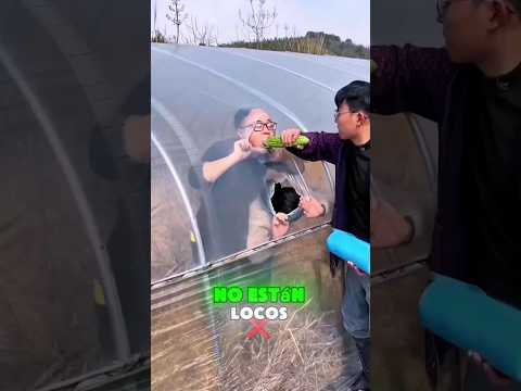 Max protegió su campo y salvó la cosecha gracias a una cinta súper resistente🤯 #shorts #ytshorts