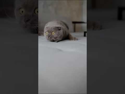 Human vision compared to animals#gauvafact #facts #shorts #viralshorts #trendingshorts #youtubeshort