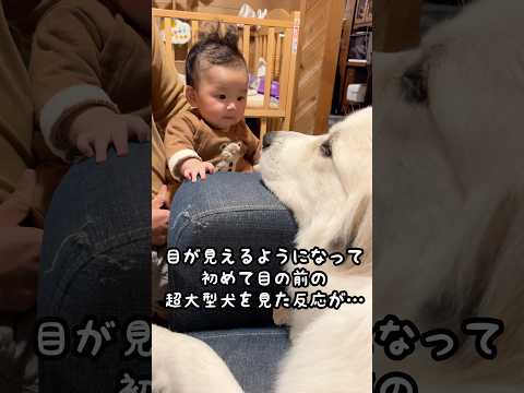 赤ちゃんが初めていつも構ってくれる超大型犬の姉を見たら、、、