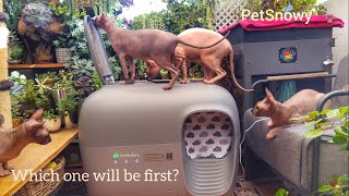 Cats Test a Toilet Robot – Hilarious Reactions! 