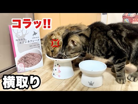 鹿肉を何度も横取りして飼い主にブチギレられ空へ旅立ってしまった猫