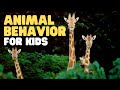 Exploring Animal Behaviors: Innate and Learned Actions