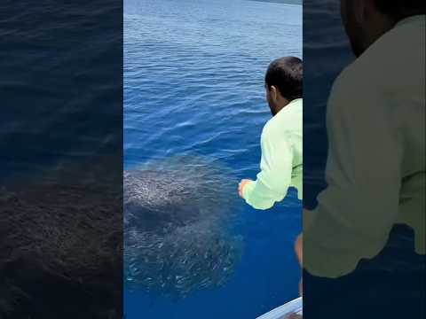 😱😨Jumped for Fish, Almost Got Caught! #trendingshorts #viralvideo #shorts #funnyeffects