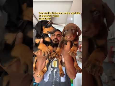 best quality doberman puppy available at Guwahati||assam dog market|best pet shop in Guwahati #puppy