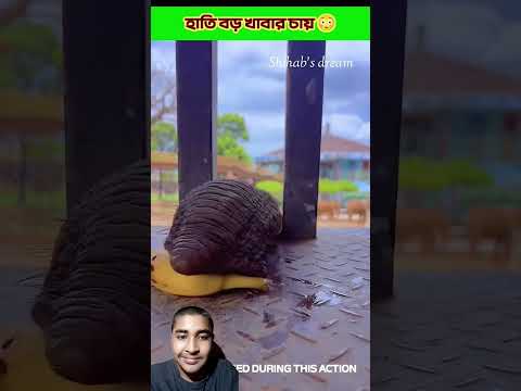 The elephant wants a big meal.#shortvideo