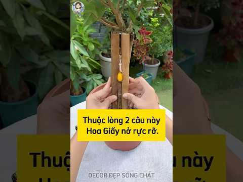 Bí Quyết Chăm Sóc Cây Hoa Giấy Chỉ Với 2 Câu Này