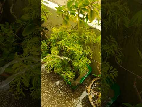 garden lover 😍 | #shortvideo #shorts #gardening #plants