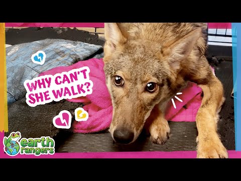 This Coyote Couldn’t Stand, But She Refused To Give Up! | Earth Rangers