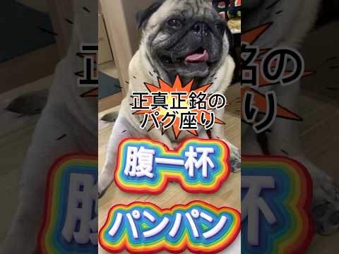 腹一杯 #pug #パグ #うまい #腹一杯 #うましら〜
