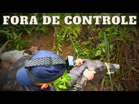 ELE OU EU! - CONTROLE DE JAVALI - JAVALI BRASIL