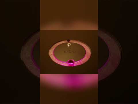 Add Bliss to Your Home ⎸biOrb Aquariums #biorb #aquarium #fishtank #aquascape #terrarium