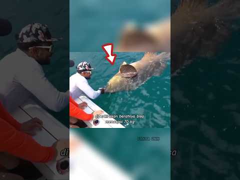 Mancing ikan kerapu seberat 70 kg😱 #shorts #viralvideo #fishing #mancing #ikan #ikankerapu