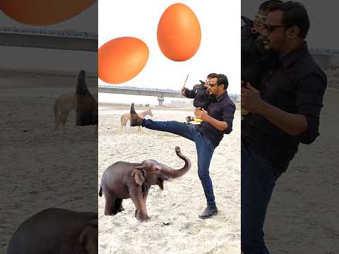 Rounding eggs to Tiger, Lion, Horse & Elephant - Animals names magic video