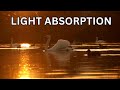 Light Absorption and Its Effects