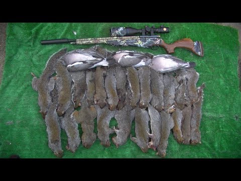 Airgun Hunting Autum Squirrels   2018
