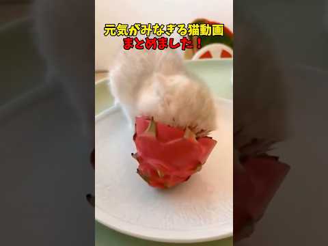 猫の動画サムネイル - 元気100倍！ #猫 #cat #cats #cute