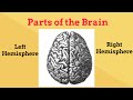 Understanding the Brain's Hemispheres