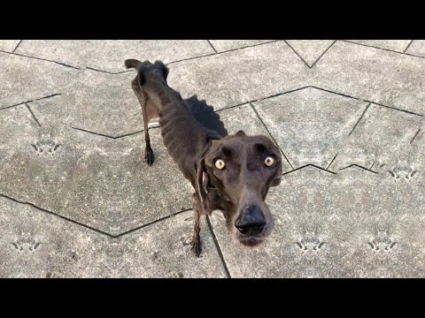 Starving dog wandering on the street eat rocks and twigs, how he survived is a miracle! 💔