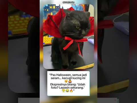 “Kucing Vampir Paling Kesel Sedunia 😼🧛♂️🔥”