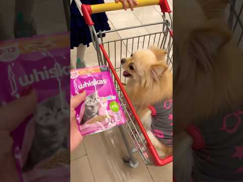 Sinirli köpek kedi maması yedi kustu !! #keşfet #shorts