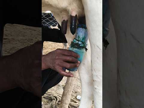 #cow #dairyherd #dairyfarming #farming #baffalo #dairyindustry #animals #dairyproduction #milk