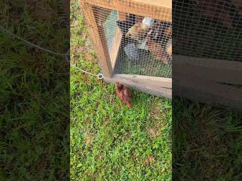 This Chicken Regrets Her Decisions