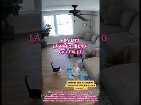 Mèo miu đã cứu em bé