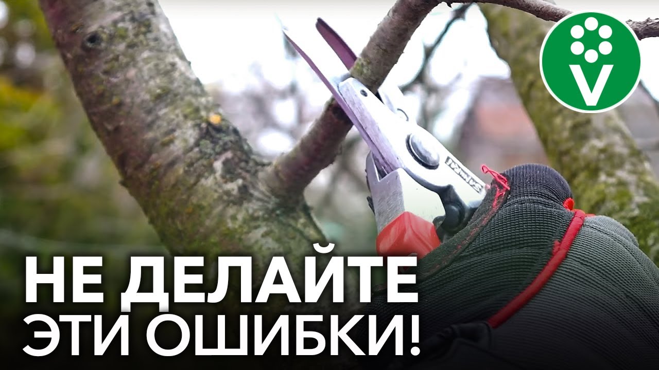 Классические ошибки при обрезке плодовых деревьев, которые совершают все начинающие садоводы
