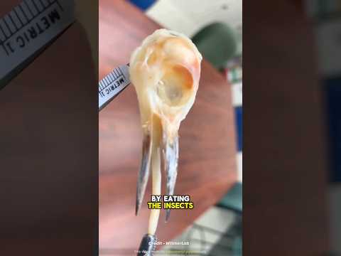 nature is beautiful #viral #shorts