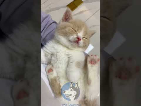 "Meow Meow Billi||Jealous of This Cat's Sleep Quality! #DwarfCat #AdorableKitten"❤️😻❤️